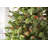 50.5' 100-Light String Lights-31889547