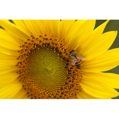 Honey Bee - Wrapped Canvas Print