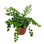 Button Fern 4 Inch Pellaea Rotundifolia