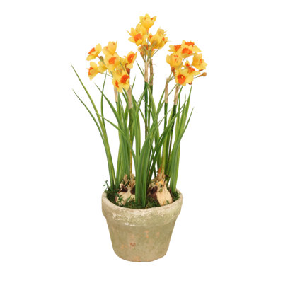 Orange-Yellow Narcissus in Rustic Planter