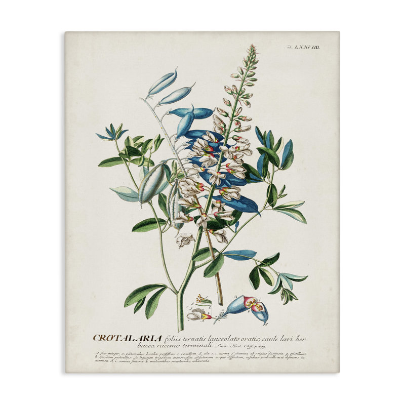 «Botanical Plant Illustration Flowers and Leaves Vintage», impression, H 48 po x l 36 po