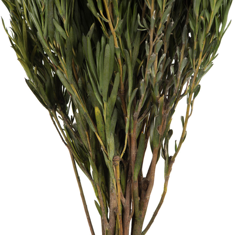 Salignum vert de 12 po Primrue, mâle, comprend 6 à 7 oz par paquet, séché
