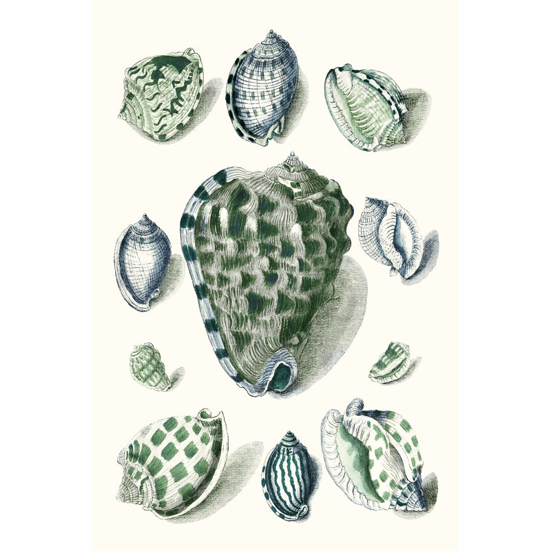 Celadon Shells III - Wrapped Canvas Painting, 91 cm H x 61 cm W, Wrapped Canvas