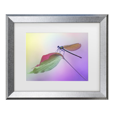 Fabrizio Daminelli  Calopteryx Splendens Matted Framed Art
