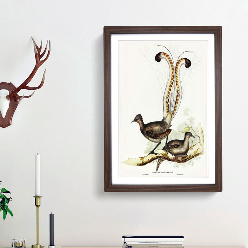 Lyrebird by Elizabeth Gould - Picture Frame Painting Print, Walnut Framed, 36cm H x 27cm W x 2cm D