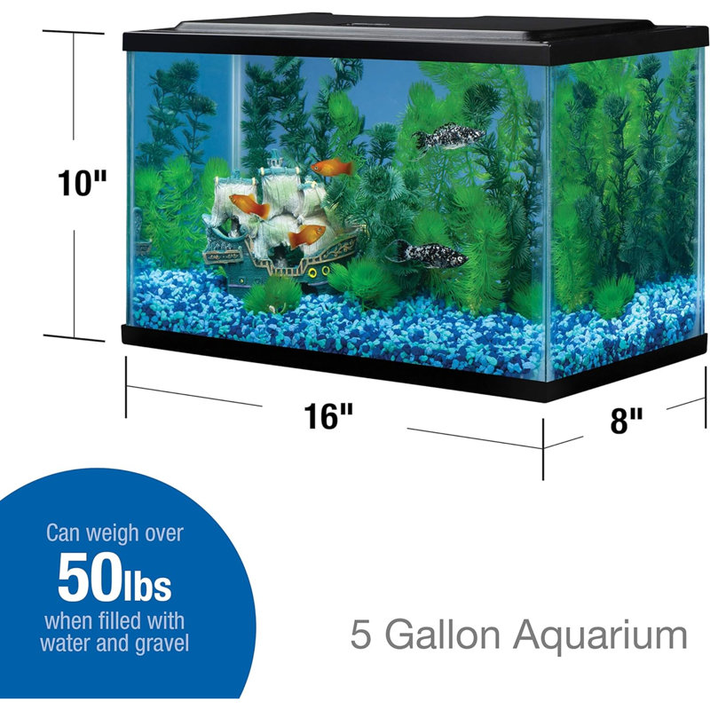 Glass Aquarium, Rectangular Fish Tank, Assorted Color, 5.5 Gallon (10" H x 16" W x 8" D)