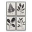 Ensemble de 4 botaniques noirs et blancs-1479030351-1479030350