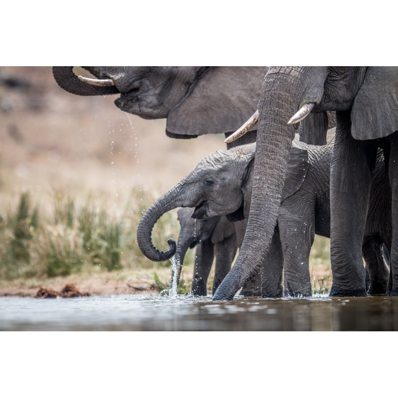 Drinking Herd Of Elephants. - Wrapped Canvas Print, 30cm H x 46cm W x 3.8cm D