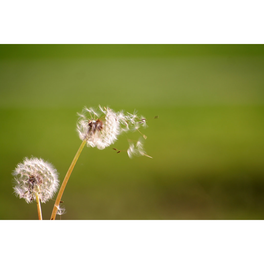 Freie Pusteblume von Mcklin - Leinwandfoto