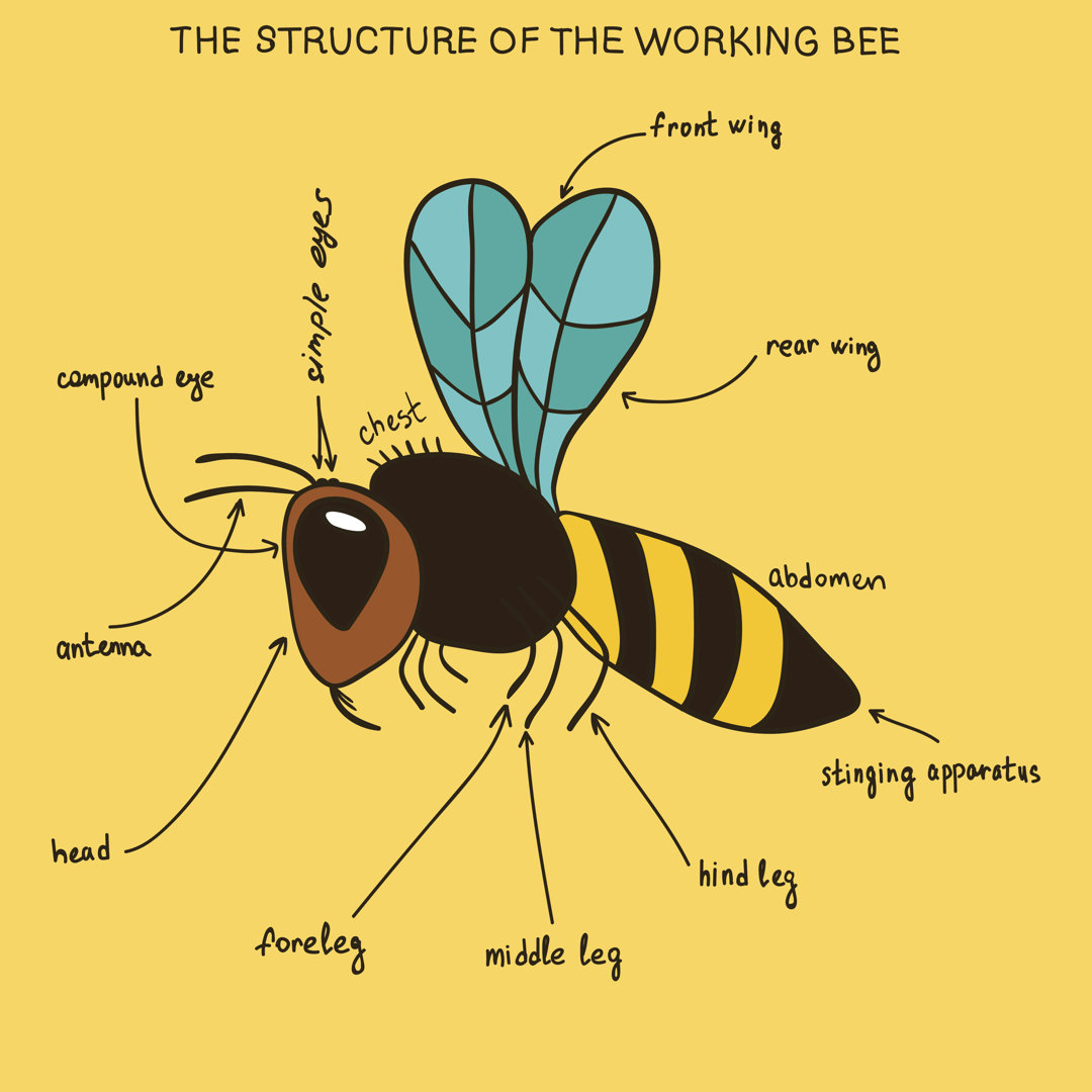 Semmes The Working Bee - Grafik auf Leinwand