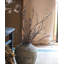 Branche de brindille Ikebana-1842633616-1842633631