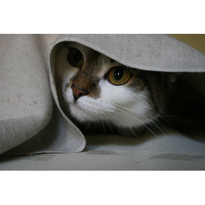 Cat by Luke1138