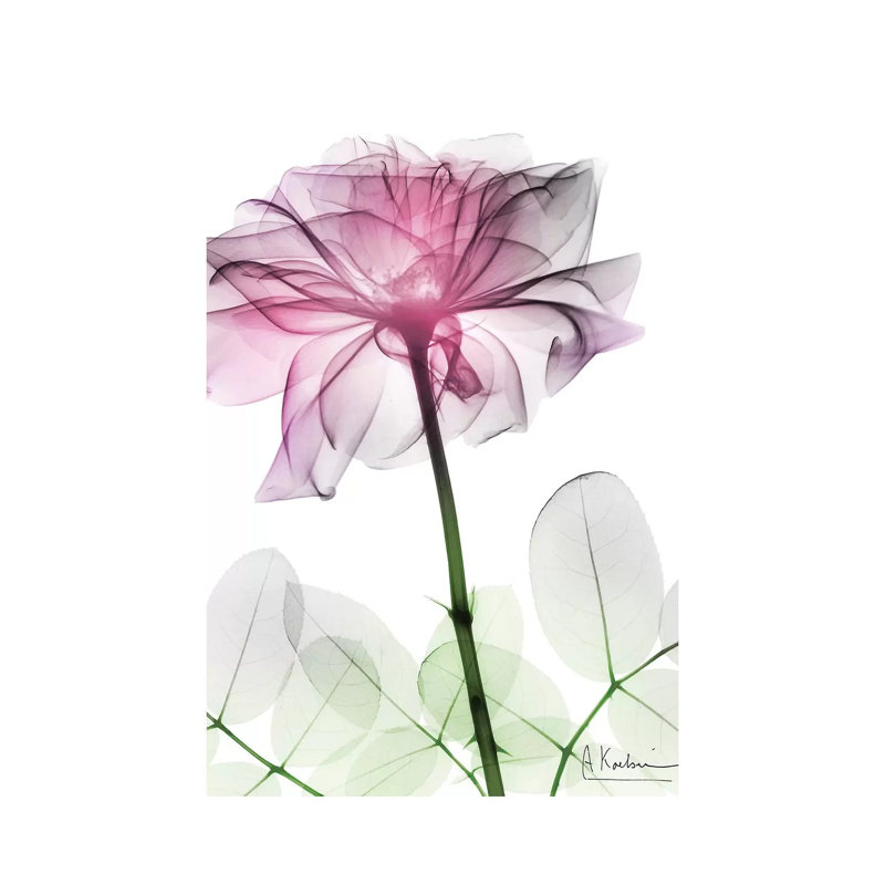 Rose Dynasty II by Albert Koetsier - Wrapped Canvas Print, 101.6 cm H x 66.04 cm W x 3.175 cm D