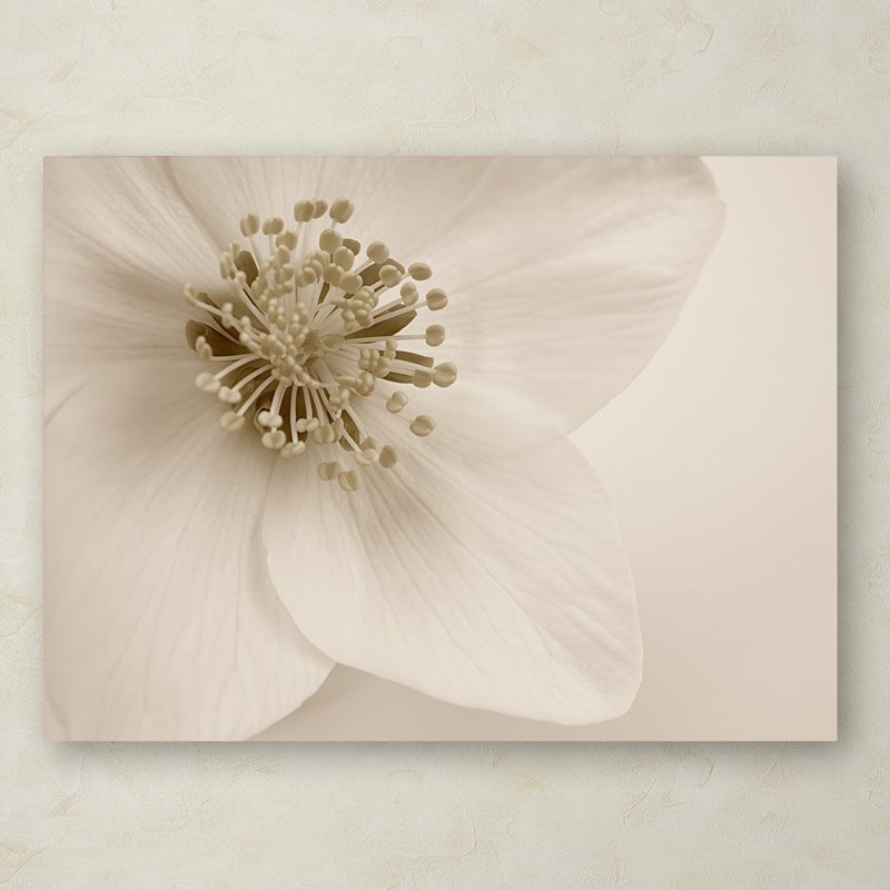 « hellebore christmas rose », reproduction de photo sur toile tendue, H 14 po x l 19 po x P 2 po