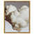 Gold Floater Frame