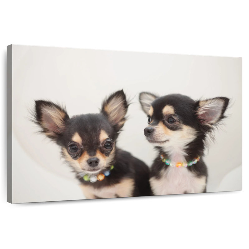 Chihuahua Duo