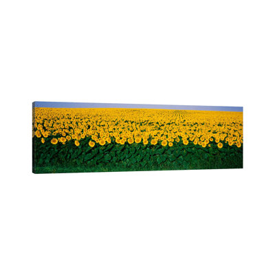 Sunflower Field, Maryland, USA 1 Piece Wrapped Canvas Panoramic Wall Art