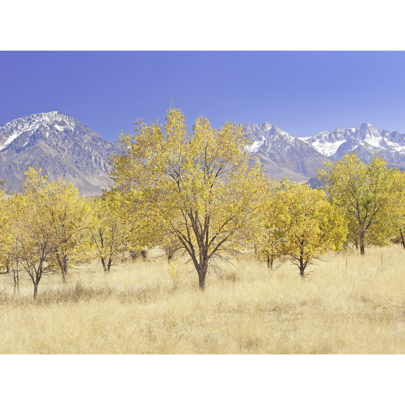 «Bishop Autumn Pasture California» par Bruce Heinemann - photographie, H 24 po x l 32 po, Toile tendue