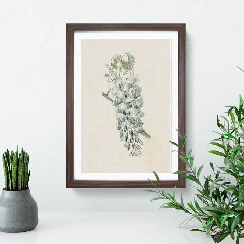 Illustration of Chinese Wisteria Flowers - Picture Frame Graphic Art Print, 48cm H x 36cm W x 2cm D, Walnut Framed