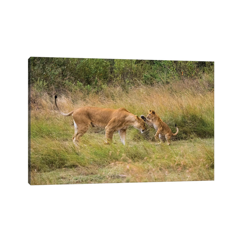 Africa, Kenya, Maasai Mara National Reserve by Jaynes Gallery - Wrapped Canvas Print, 45.72cm H x 66.04cm W x 1.905cm D