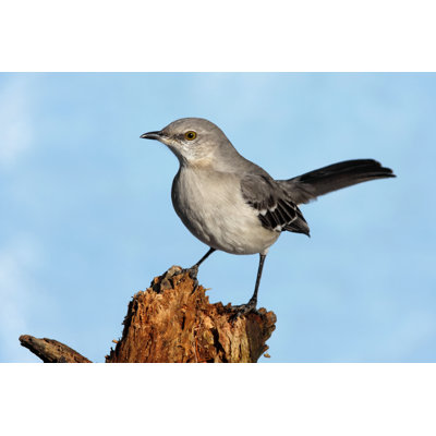 " Northern Mockingbird " by Stevebyland
