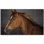 Murale en céramique satinée Horse Photo 4,25 po x 4,25 po