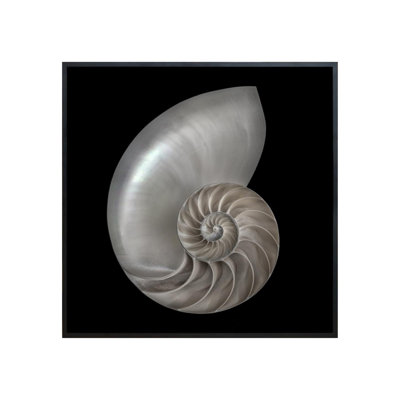 Nautilus Print by Harold Davis