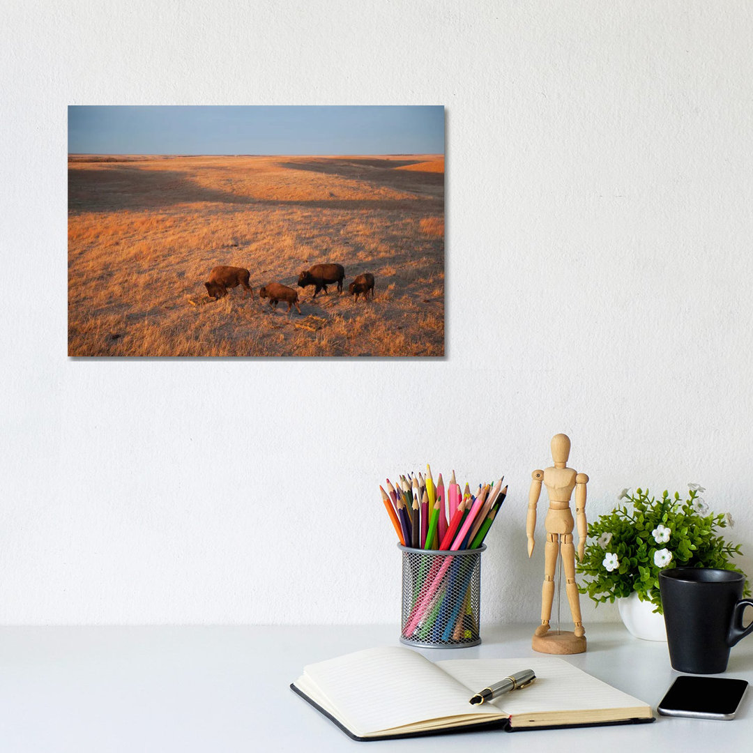 A Herd Of Bison Roam On A Ranch Near Valentine, Nebraska I von Joel Sartore - Gallery-Wrapped Canvas Giclée on Canvas