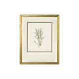 Aloe Vera Print by Daughdrill