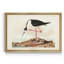 «Long Legged Avocet», reproduction d'art sur toile encadrée-2063429955-2063429954