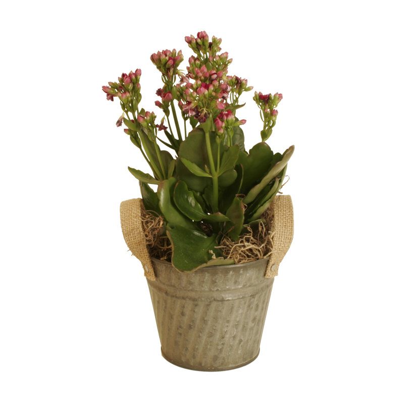 Pot à fleurs en aluminium Du Palace, H 5 po x l 4 po x P 4 po