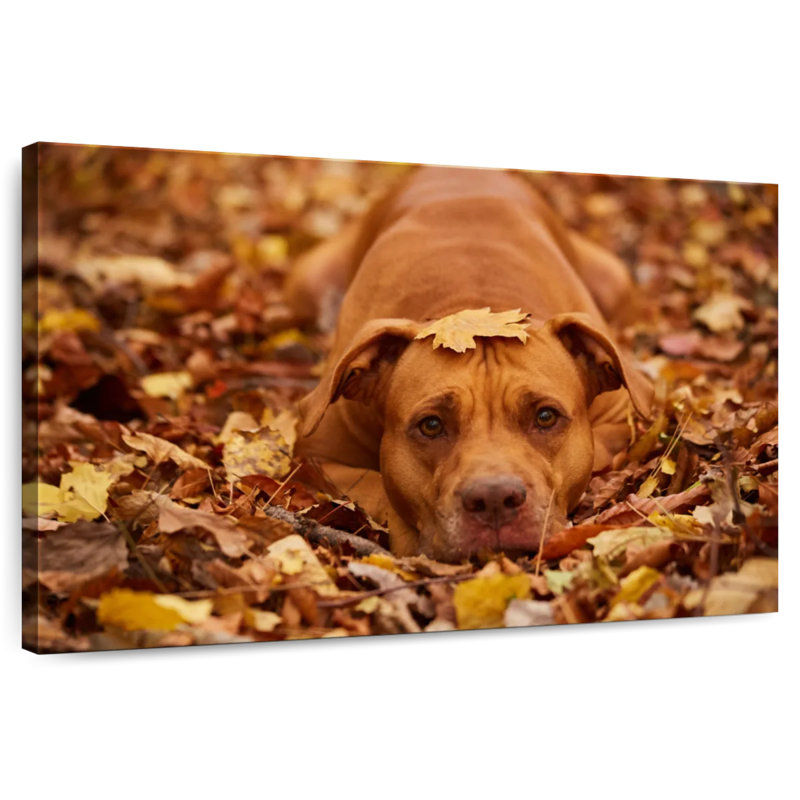 Mignon Pitbull d'automne