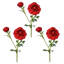 Ranunculus Clooney 19 po Just Cut -1336727396