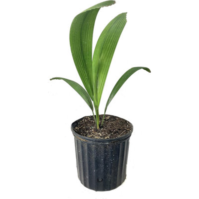 Joey Palm - Live Plant in a Growers Pot - Johannesteijsmannia Altifrons - Ornamental Palms of Florida