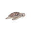 Petite tortue de mer