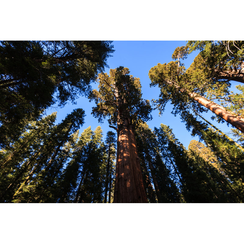 Sequoia Trees Trunk - Wrapped Canvas Print, 30cm H x 46cm W