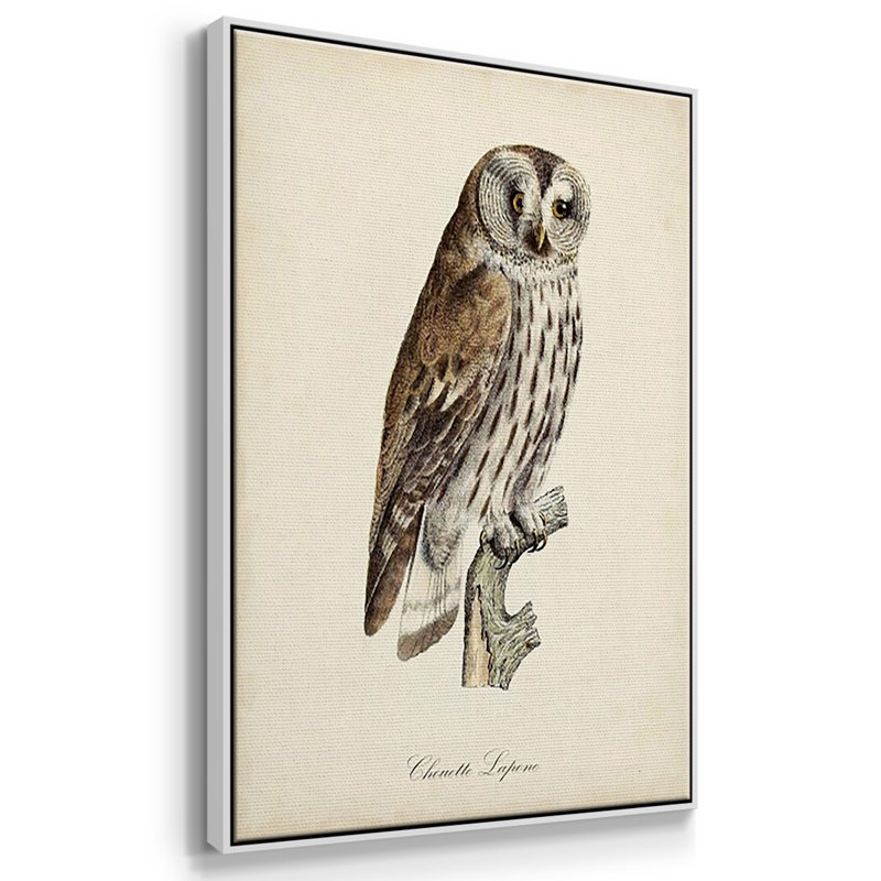 «French Owls I», ensemble de 3 toiles encadrées, H 36 po x l 72 po, Cadre blanc