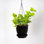 Live Green Ivy Plant in Hanging Pot