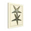 « antique blue starfish », reproduction d’impression sur toile tendue-33521955