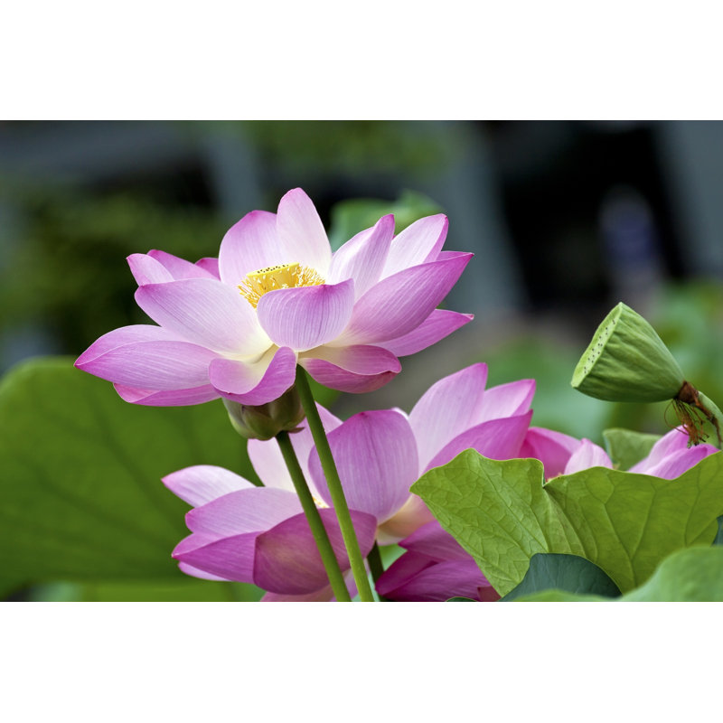 Blooming Lotus - Photographie sur toile tendue, H 8 po x l 12 po