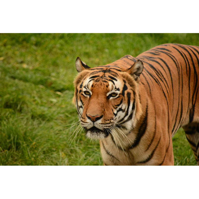 Tiger by Nm737 - Wrapped Canvas Print, 81cm H x 122cm W x 3.8cm D