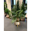 60cm Faux Palm Plant in Pot Liner