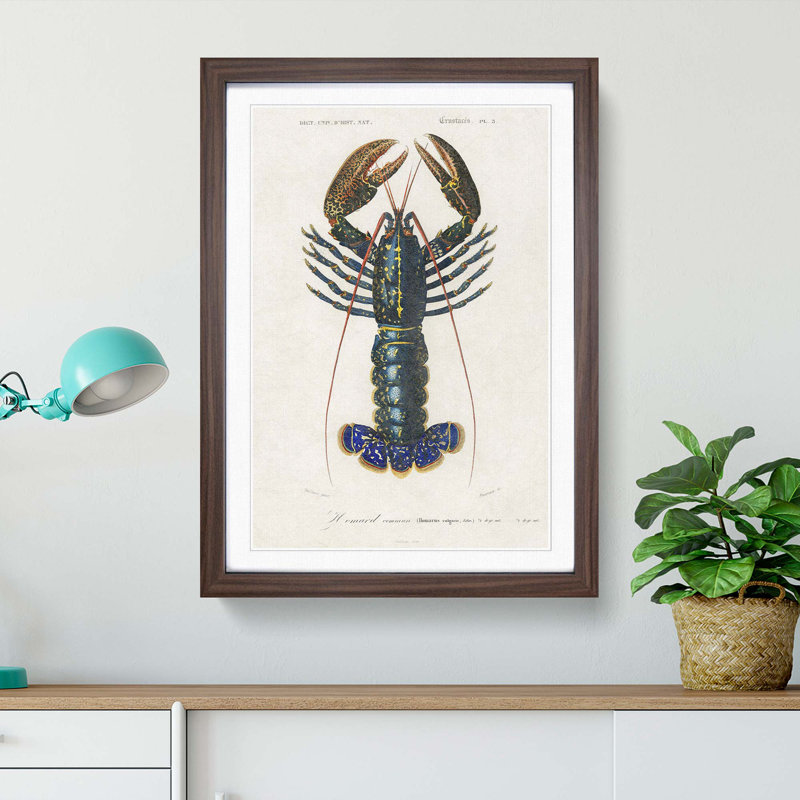Crimson Crawfish by Charles D Orbigny - Framed Print, 36cm H x 27cm W x 2cm D, Walnut Framed