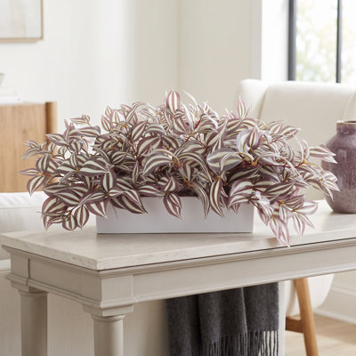Tradescantia Arranged in Fiberstone Pot