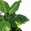 Scindapsus Aureus Plant
