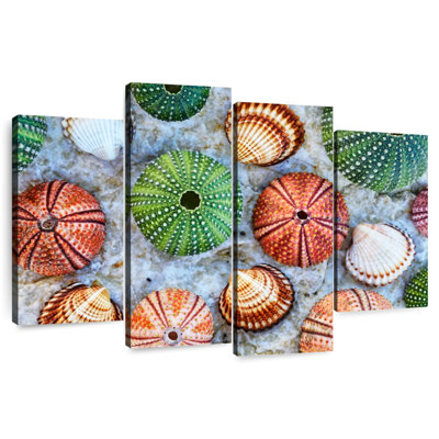 Colorful Seashells