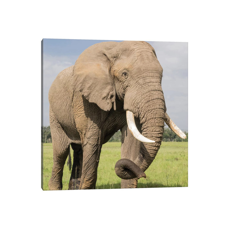 Africa, Kenya, Maasai Mara National Reserve. Elephant Close-Up. by Jaynes Gallery - Wrapped Canvas Print