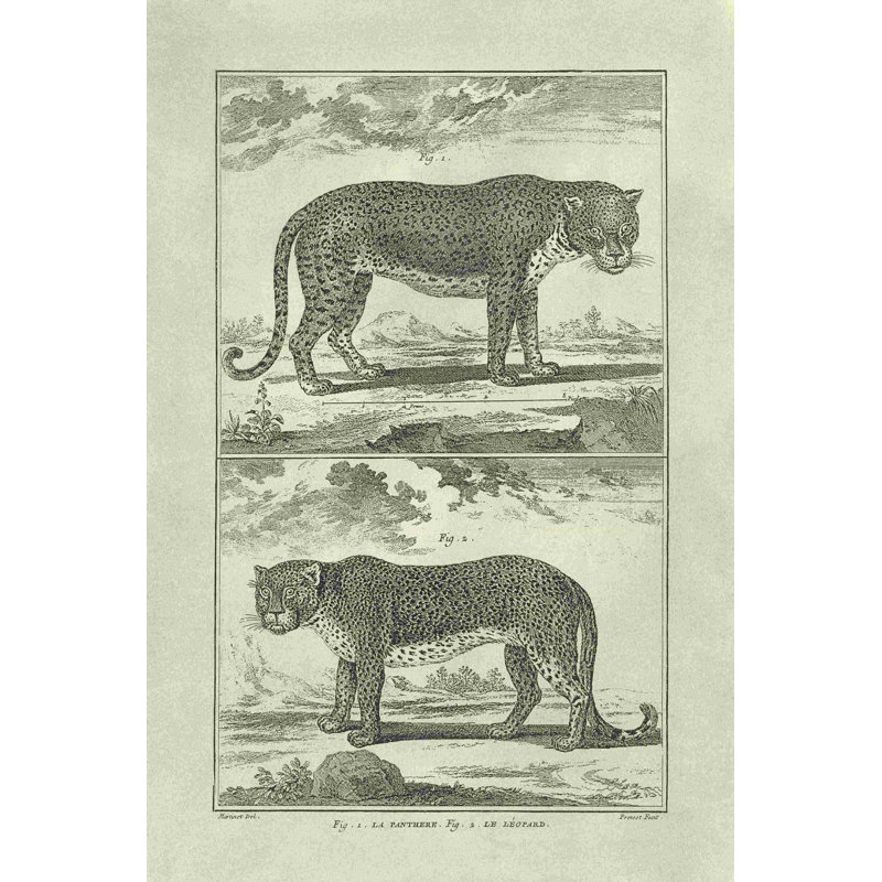 " Panther & Leopard " by Denis Diderot, 70232805