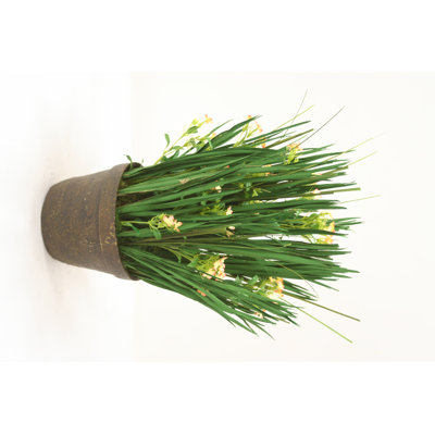Herbe d'oignon 24 po