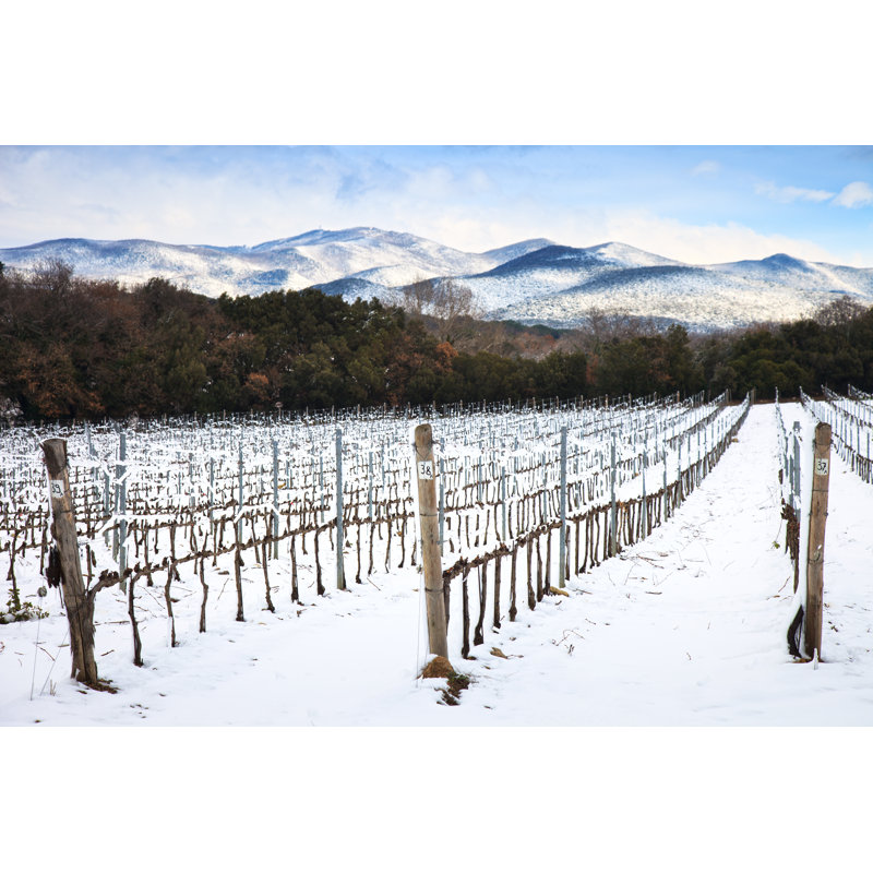 Vineyards Rows, Florence, Italy 1 Piece Wrapped Canvas Wall Art, 30cm H x 46cm W